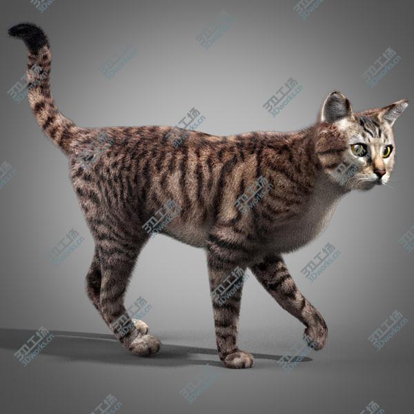 images/goods_img/20210312/Striped Cat/1.jpg